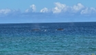 Whales in Hawaii