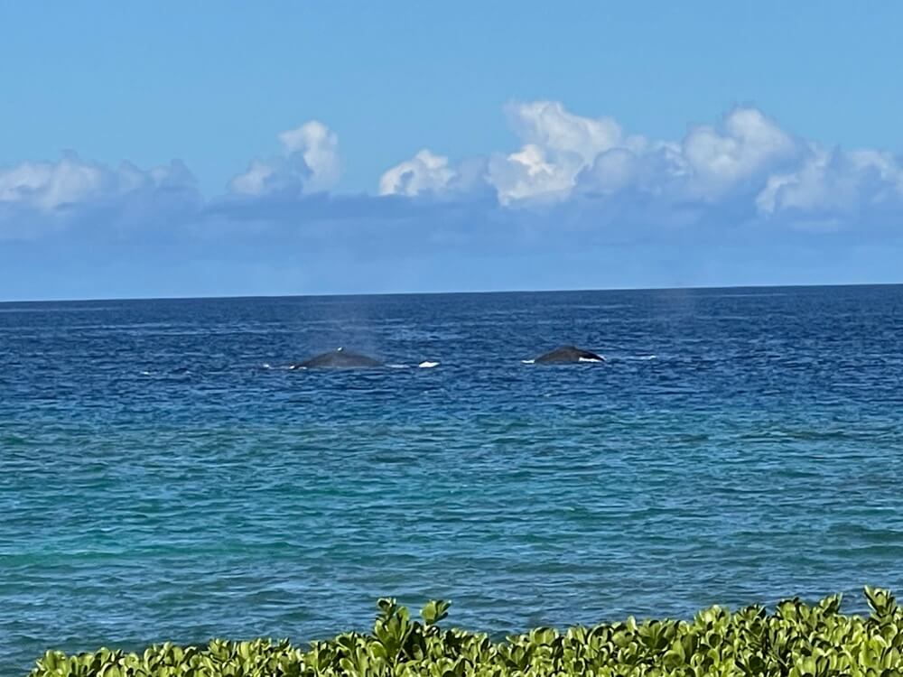Whales in Hawaii